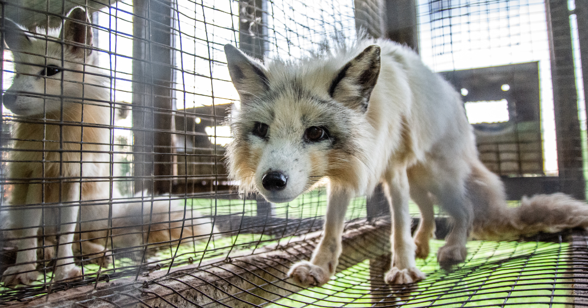 We Animals Media photo of foxes on a fur farm in Quebec