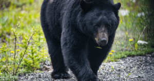 Photo of a black bear in Alberta