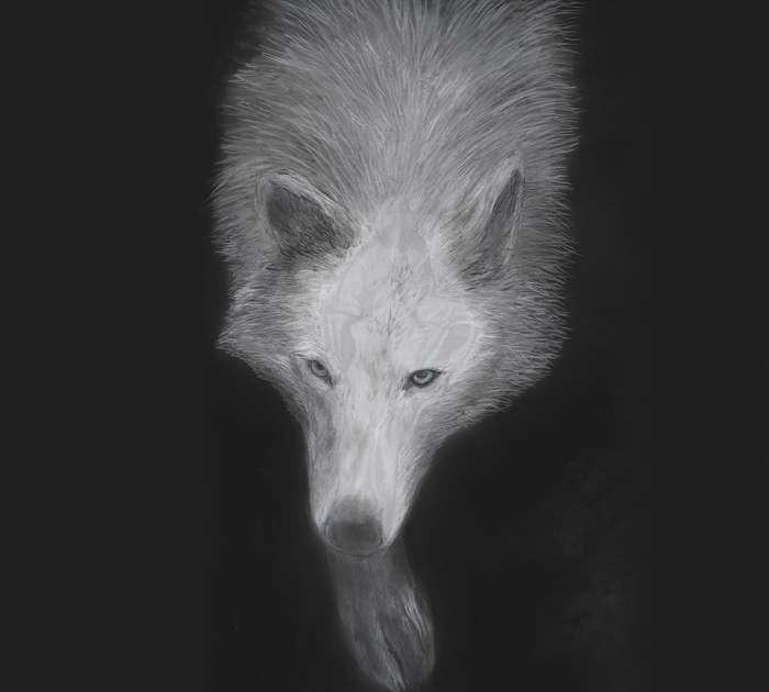 Sarah Ronald wolf illustration
