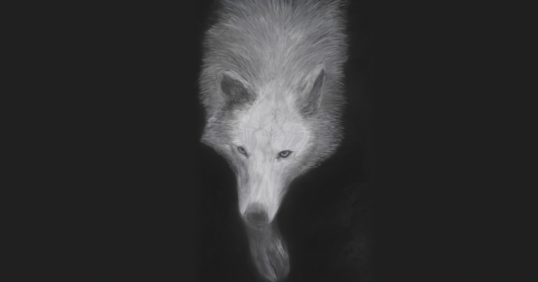 Sarah Ronald wolf illustration