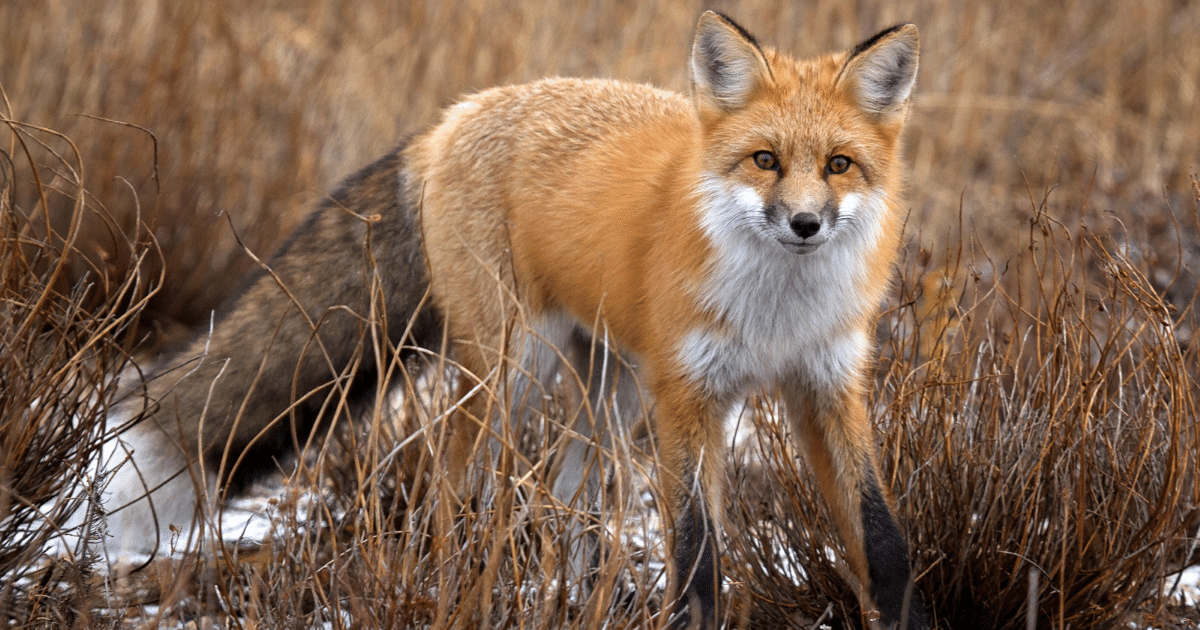 Photo of a red fox