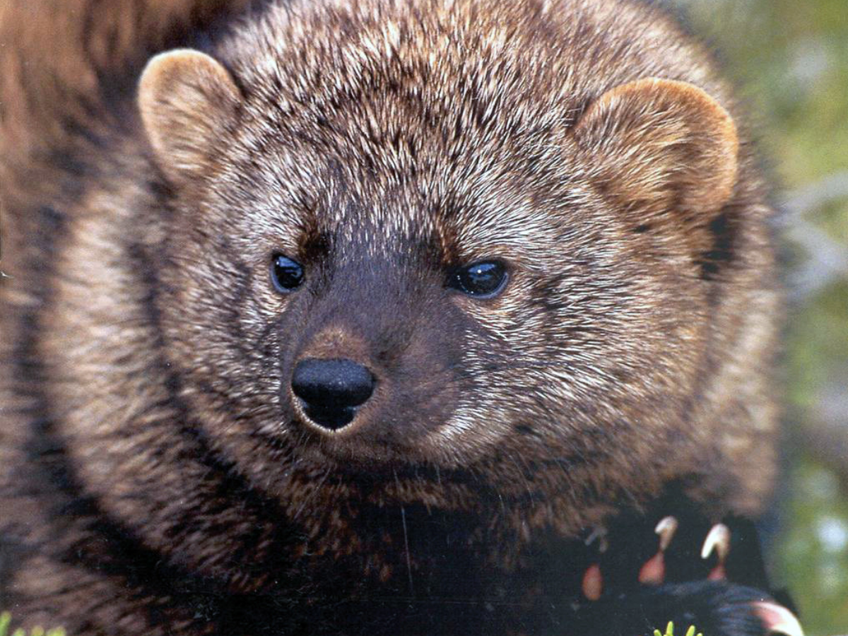 A US Forest Service photo of a fisher