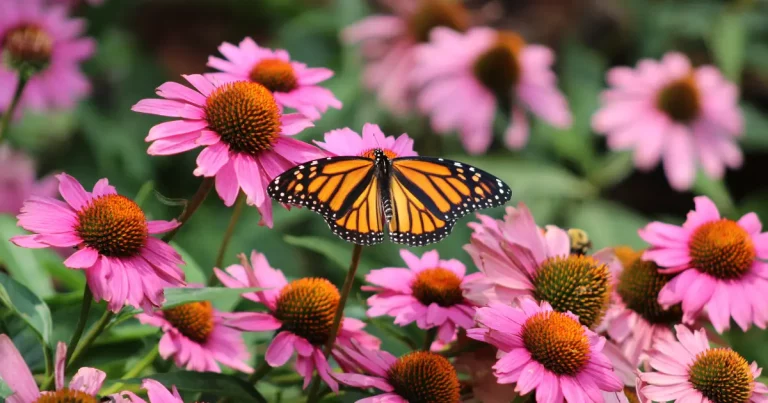 Image of a butterfly on a coneflower
