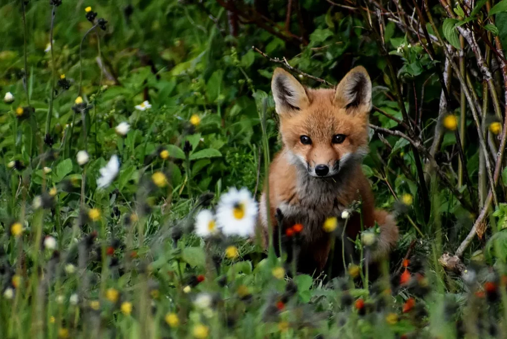 Photo of a red fox in a field of wildflowers in Quebec