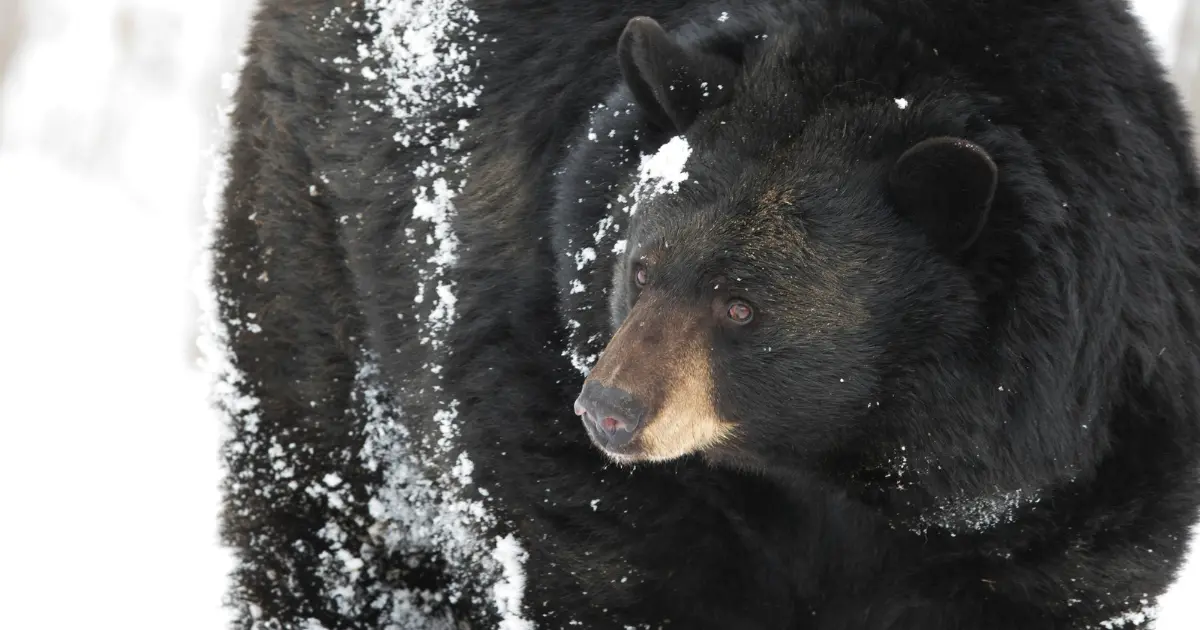 A black bear in snow