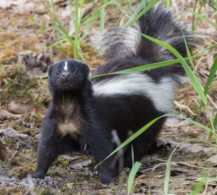 An image of a skunk