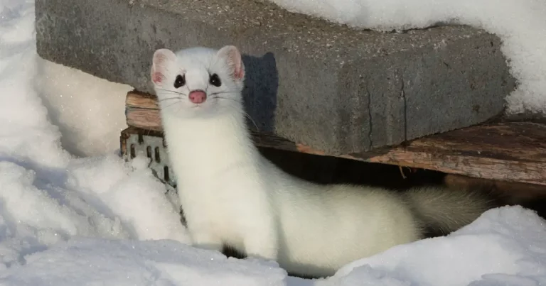 Image of an ermine