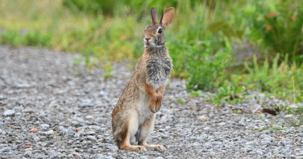 An Eastern Cottontail