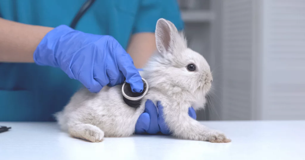 A pet rabbit at the vet