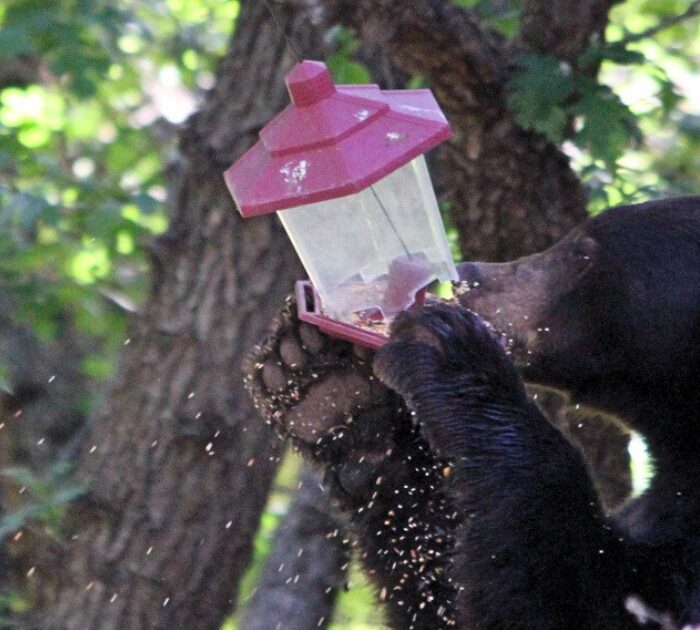 A picture of a black bear eating from a bird feeder