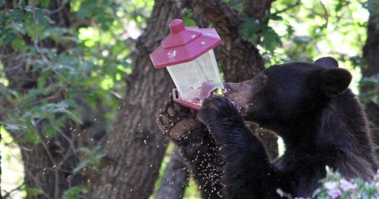 A picture of a black bear eating from a bird feeder