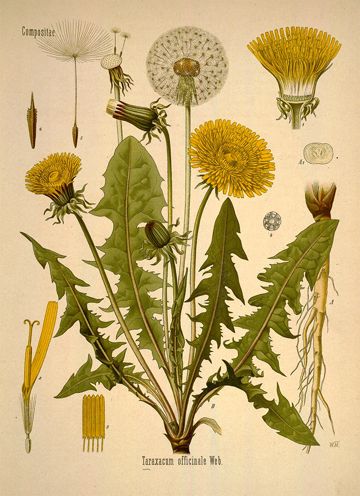A botanical sketch of a dandelion