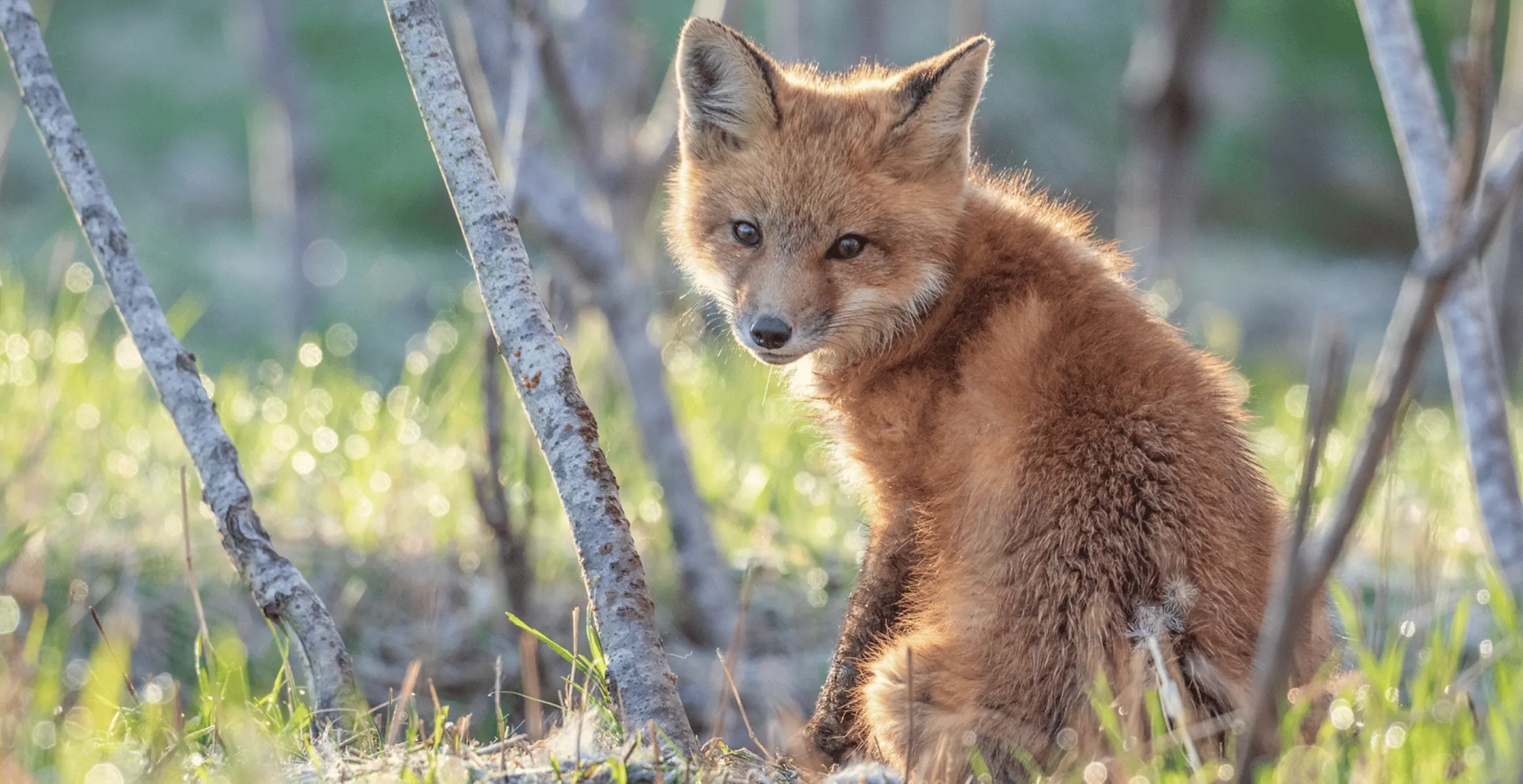 An image of a red fox