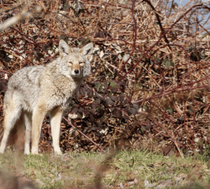 A picture of a coyote in vancouver
