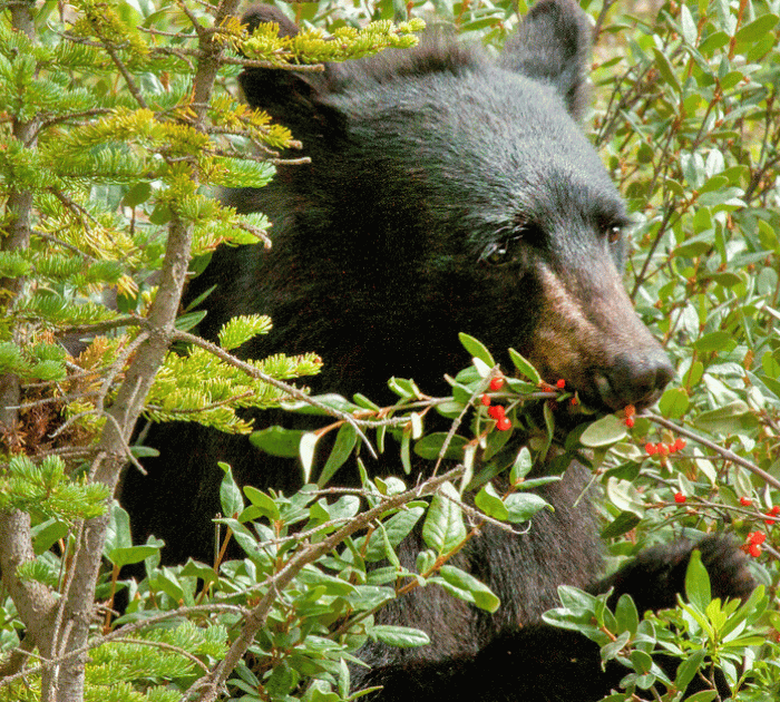 A black bear eating berries