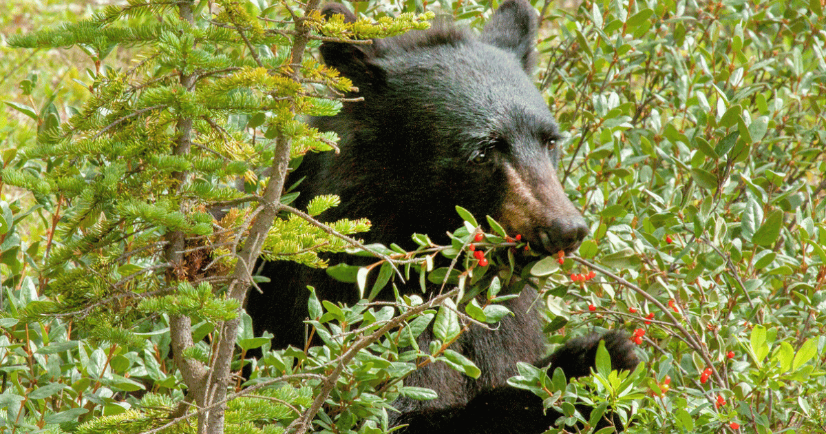 A black bear eating berries
