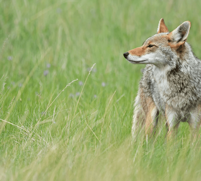 A coyote