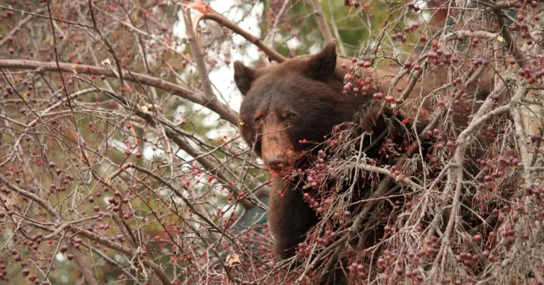 bear in a crab apple tree