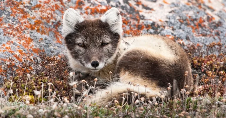 an arctic fox