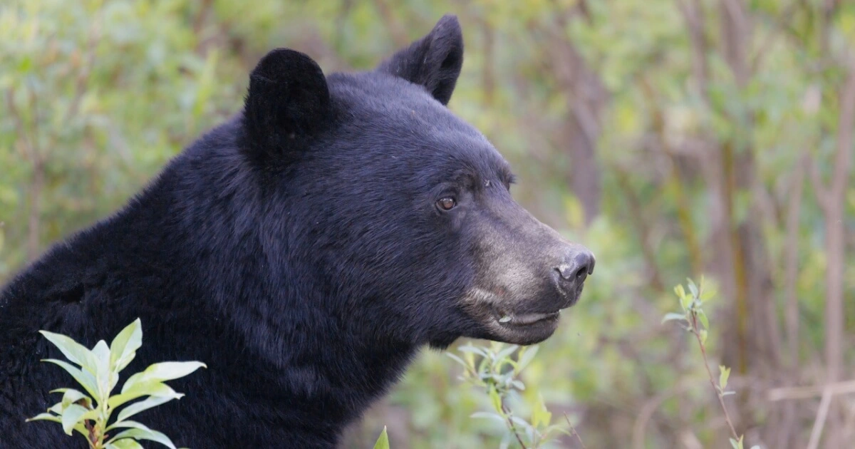 A picture of a black bear