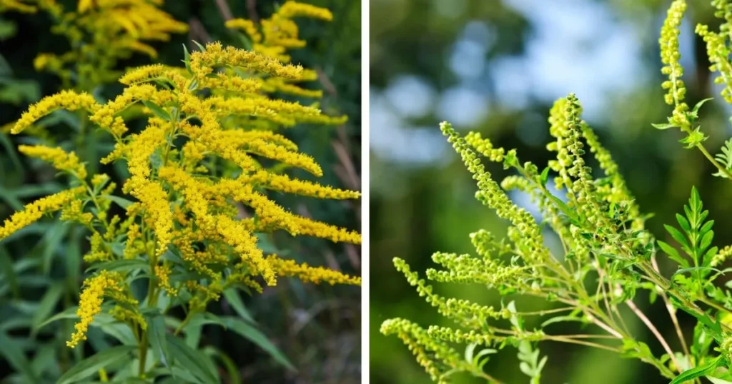 Goldenrod versus ragweed