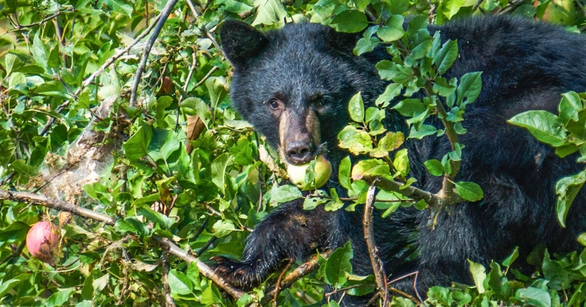 a black bear eating an apple