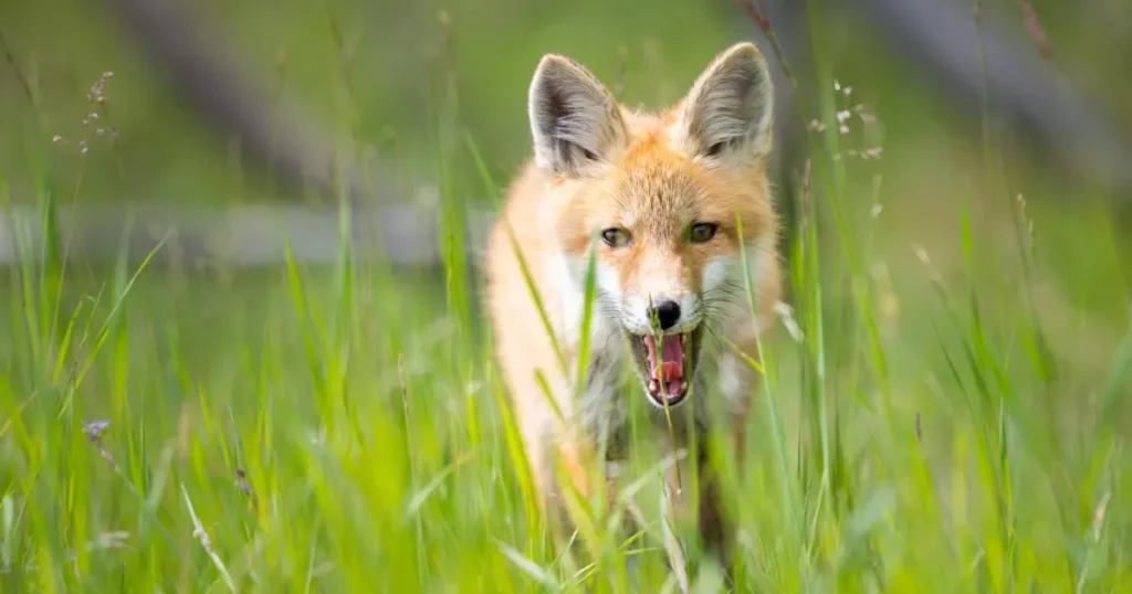 Scotland proposes ban on snare traps!