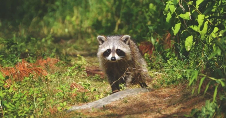 Photo of a raccoon
