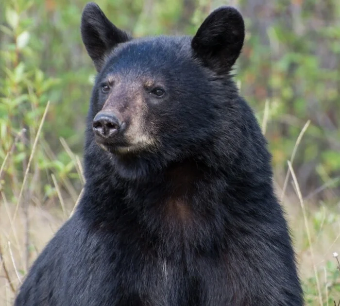 Photo of a black bear