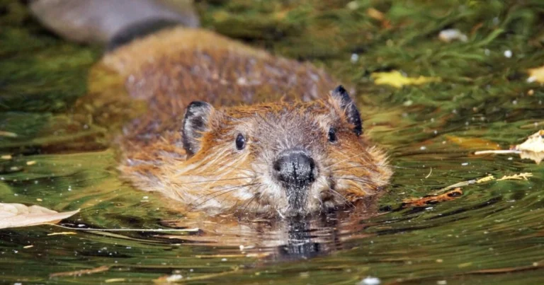 A beaver in water