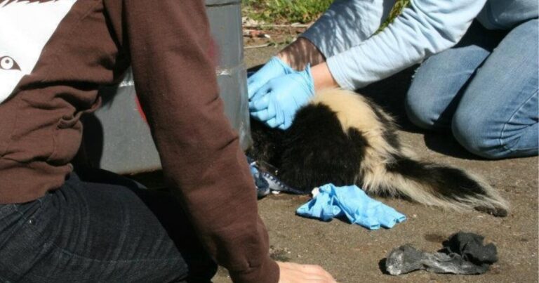 Two volunteers helping a skunk escape a dumpster drainage hole.