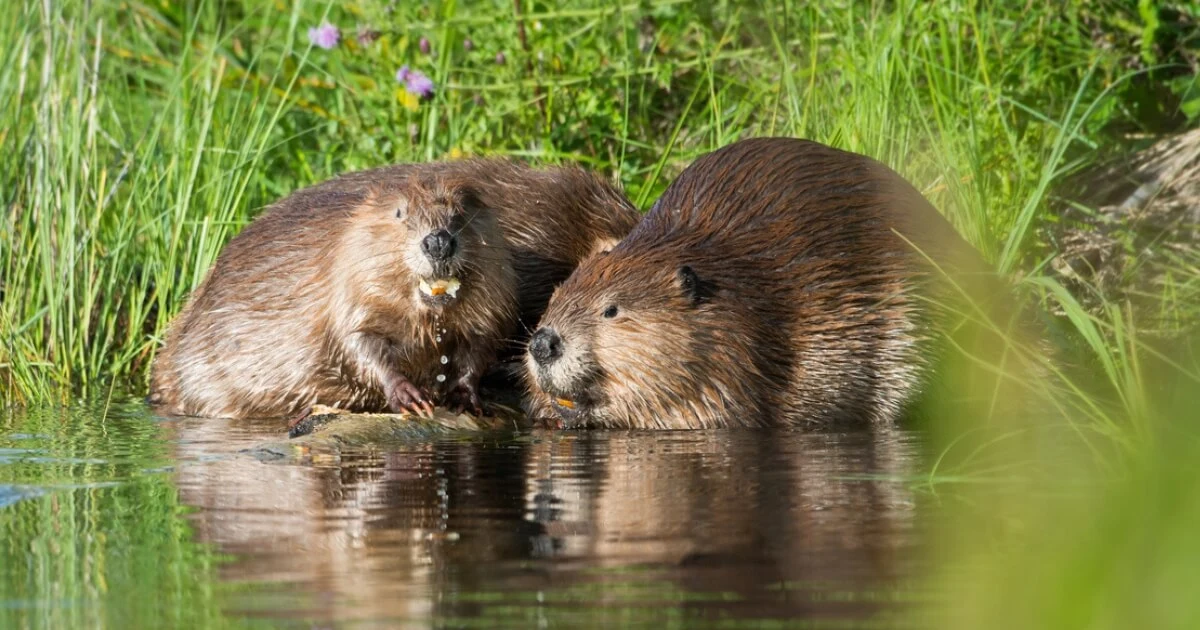 Beavers in a pond
