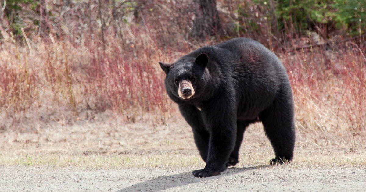 A photo of a black bear on the side of the road