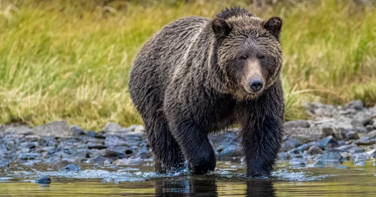 A grizzly bear stands on the edge of a river