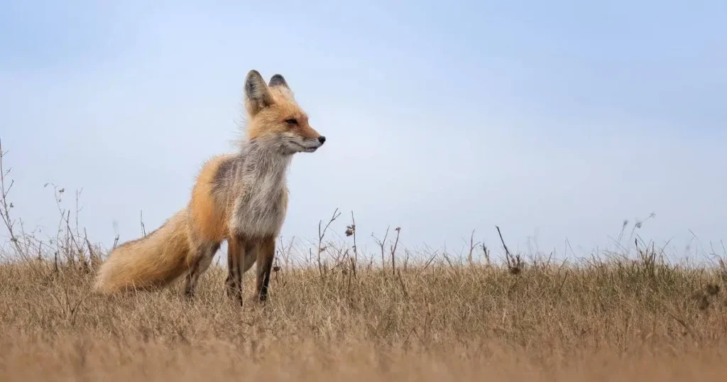 A picture of a red fox