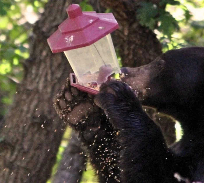 A picture of a black bear eating seed from a bird feeder.