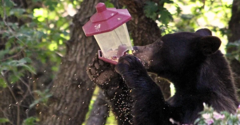 A picture of a black bear eating seed from a bird feeder.