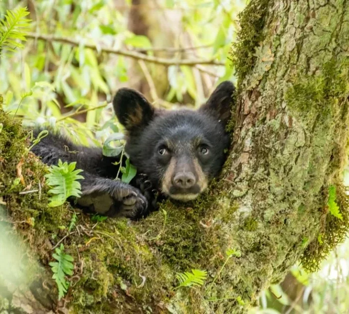 A picture of a black bear cub in a tree