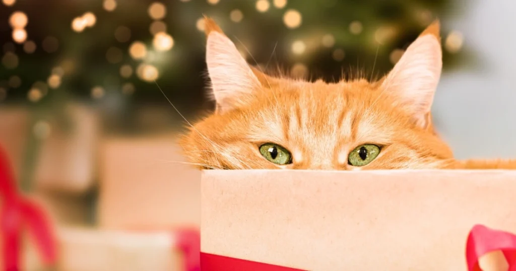 A cat hiding in a holiday-themed box