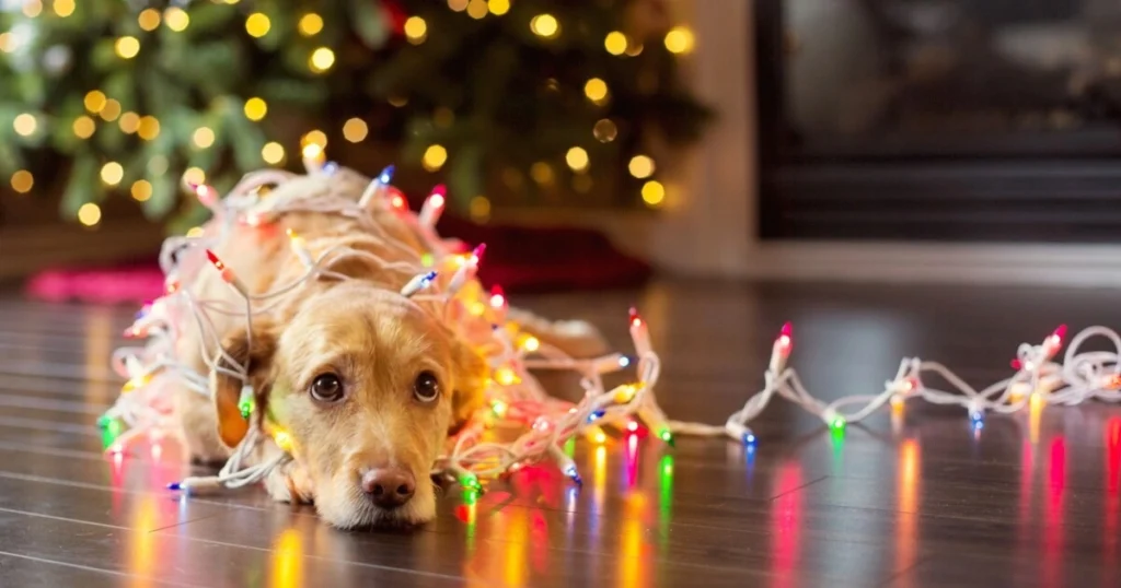 A picture of a dog with holiday decorations