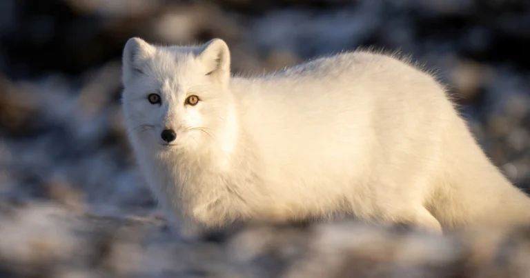 A picture a white arctic fox