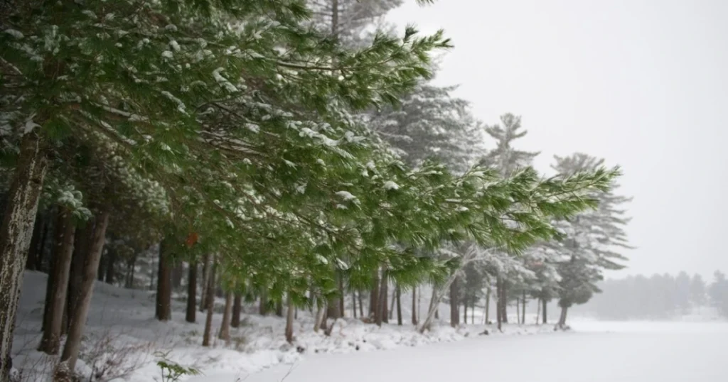 A picture showing an eastern white pine tree in winter.