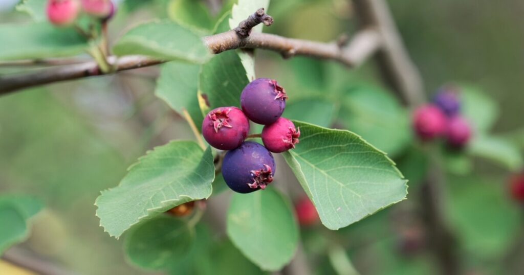 A picture of Saskatoon serviceberry