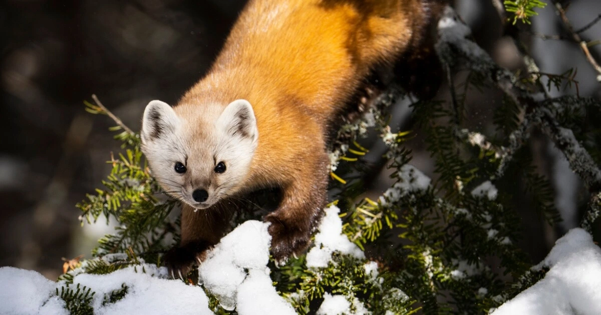 A picture of an American Marten