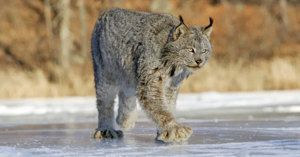 A picture of a Canada Lynx