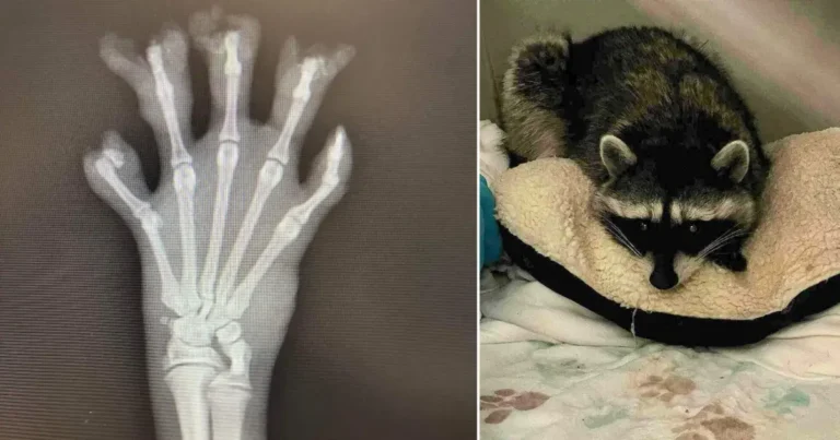 An image showing traumatic injuries to a raccoon in an xray and a single raccoon