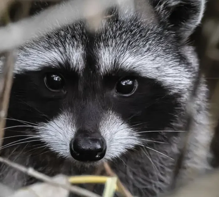 A close-up picture of a raccoon