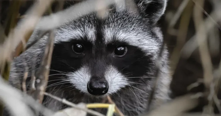 A close-up picture of a raccoon