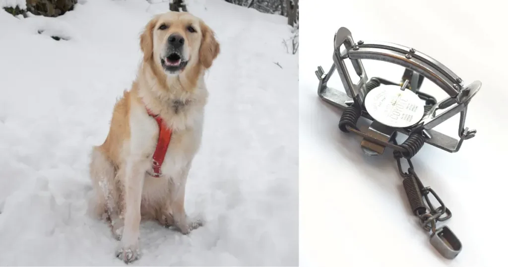 Two pictures, one of a dog, one of a leg-hold trap