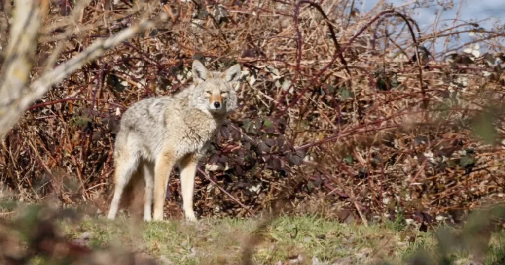 A picture of a coyote in a Vancouver-area park.